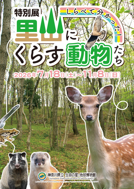 神奈川県立生命の星・地球博物館　特別展「しらべて分かった！里山にくらす動物たち」を開催！